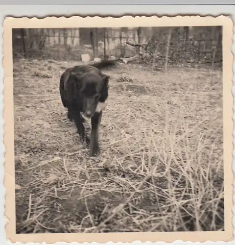 (F11972) Orig. Foto Hund, Hündin Dina, Halberstadt 1955