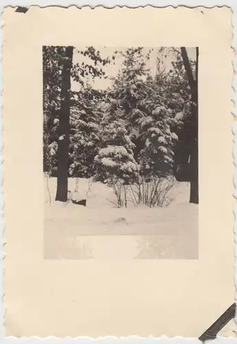(F11750) Orig. Foto Pirna Graupa, Winter im Graupaer Wald 1932