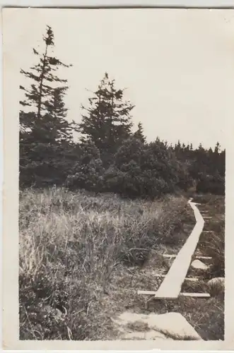 (F11747) Orig. Foto Georgenfeld Hochmoor, Geh-Steg 1932