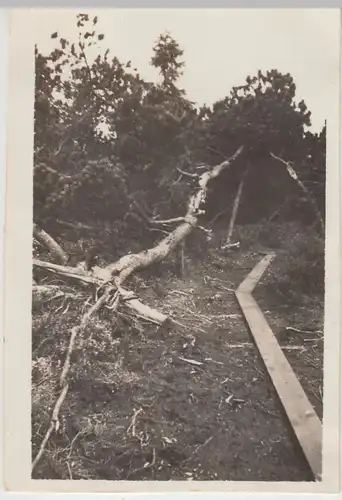 (F11746) Orig. Foto Georgenfeld Hochmoor, Geh-Steg 1932