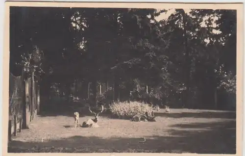 (F11659) Orig. Foto Zittau Weinaupark, Hirsche im Gehege 1930