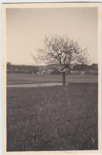 (F11635) Orig. Foto Obstbaum bei Pirna Bonnewitz 1930