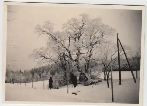 (F11617) Orig. Foto großer Baum im Winter, angelehnte Leiter 1930
