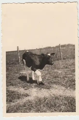 (F11466) Orig. Foto Kalb auf der Weide, 1940er