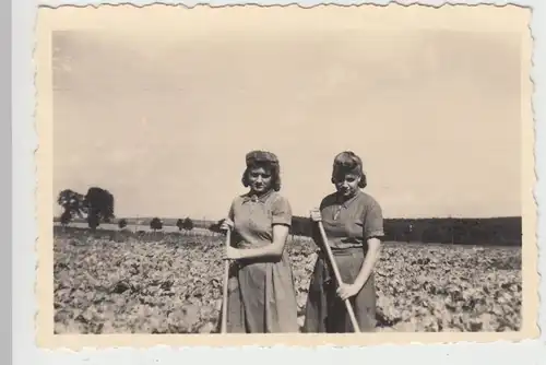(F11349) Orig. Foto Frauen d. RAD Lagers Bannemin bei der Feldarbeit 1943