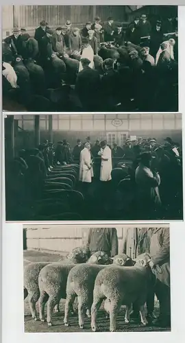 (F10813) 3x Orig. Foto (Repro) Schafe, Prämierung in Breslau 1934, Schlesischer