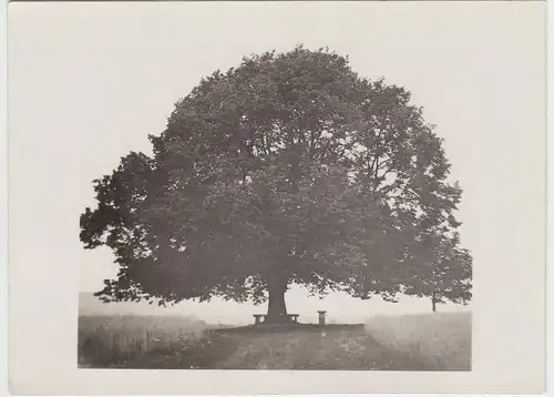(F10780) Orig. Foto einzeln stehender, großer Baum mit Sitzbänken, nach 1945