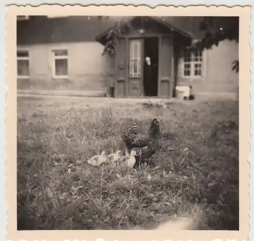 (F10744) Orig. Foto Huhn mit Küken auf Wiese vor dem Haus, DDR 1950er