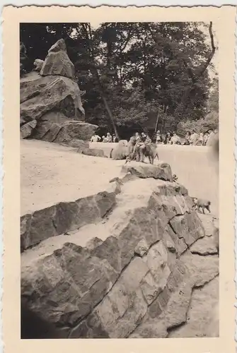 (F10628) Orig. Foto Berlin, Berliner Zoo 1941, Paviane
