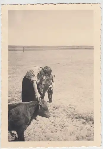 (F10612) Orig. Foto Süddorf auf Amrum, Kälber am Strand 1939