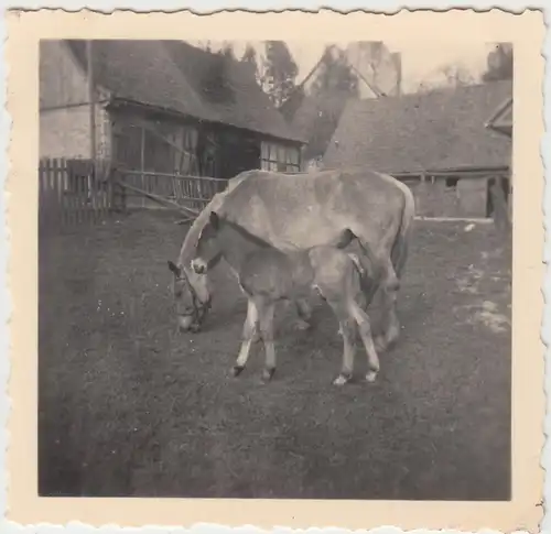(F10477) Orig. Foto Pferd mit Fohlen in Bürden, Bauernhof 1955