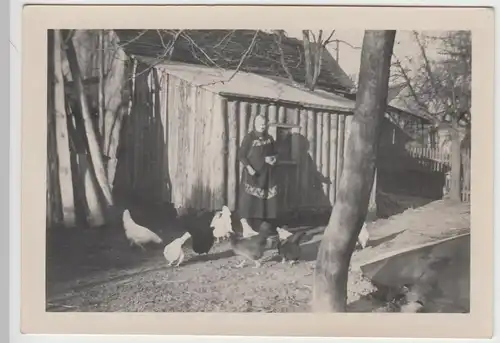 (F10284) Orig. Foto ältere Dame Ida Erler füttert Hühner, 1950