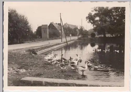 (F10159) Orig. Foto Enten am Wasser, 1950er