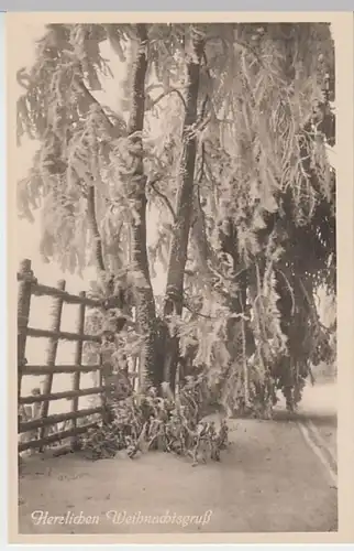 (20602) Foto AK Weihnachten, verschneite Bäume, vor 1945