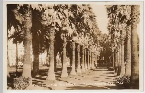 (10285) Foto AK Santa Monica, Calif., Palmen, Palisades Park, vor 1945