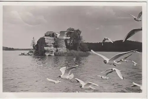 (113377) Foto AK Hirschberg, Doksy, Thammühl, Möwen b. Mäuseschloss 1939