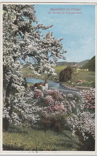 (106070) AK Aussig, Ústí nad Labem, Baumblüte im Elbtal, Schreckenstein 1930