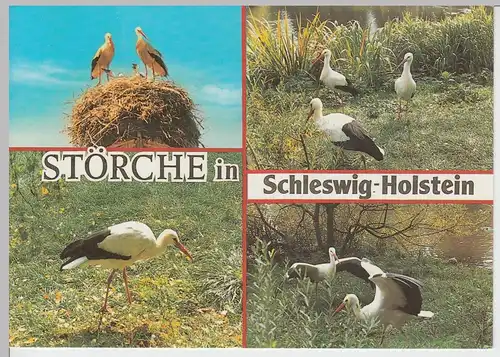 (99187) AK Störche in Schleswig-Holstein, Mehrbildkarte, Storch, nach 1945