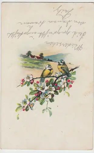 (98379) AK Vögel, Meisen auf Obstzweig, 1916