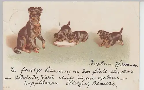 (97888) AK Hund mit Welpen, 1899