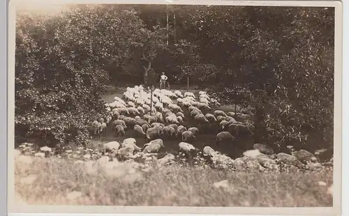 (97092) AK Hirte mit Schafen, vor 1945