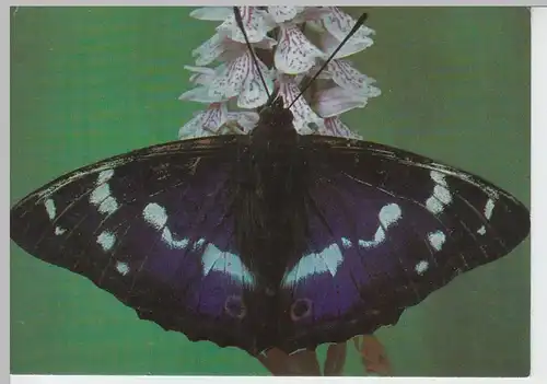 (96412) AK Schmetterling, Großer Schillerfalter, 1945-1950er