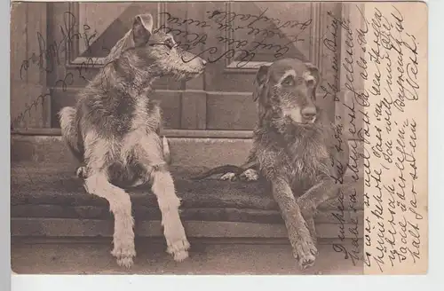 (93513) AK zwei Hunde vor dem Hause 1905