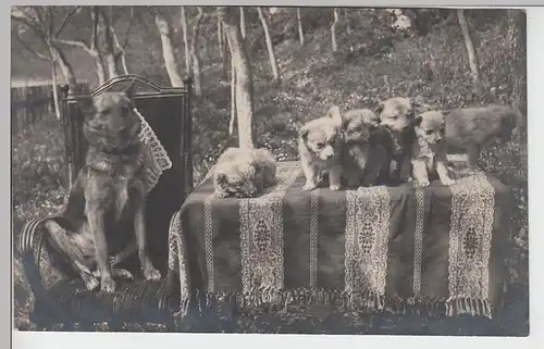 (87717) orig. Foto Schäferhündin? mit sechs Welpen 1918