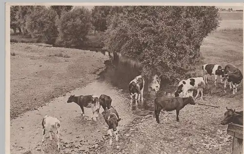 (78745) AK Kühe im und am Bach "Malerische Weide Szenerien" 1915