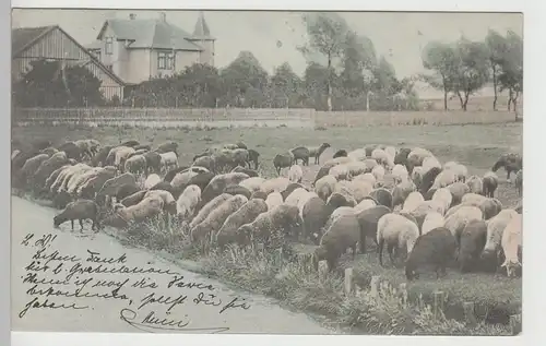 (78744) AK Schafe auf der Wiese am Bach "Ländliches Idyll" 1903