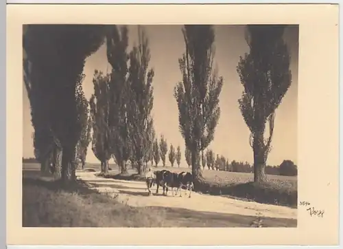 (26061) Foto AK Junge führt Rinder auf der Straße, vor 1945