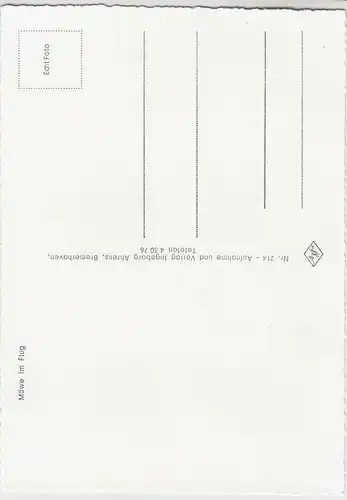 (111973) Foto AK Möwe im Flug, Westdeutschland nach 1945