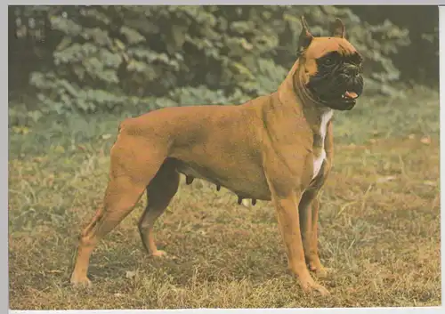 (110740) AK Hund, Boxer, DDR 1983