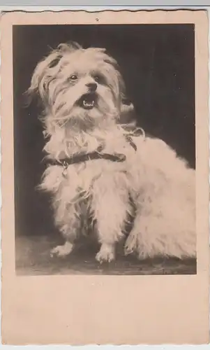 (110355) Foto AK Hund, Terrier o.ä., Feldpost 1943
