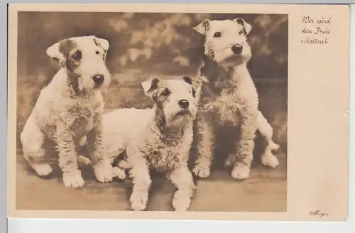 (109929) Foto AK Hunde, Terrier, Wer wird den Preis erhalten? 1936