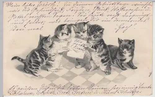(109363) Künstler AK Kleine Kätzchen mit Brief, Prägekarte 1902