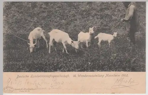 (107633) AK Mannheim, Ziegen bei der 16. Landwirtschafts-Ausstellung 1902