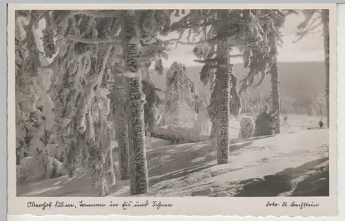 (81613) Foto AK Oberhof, Tannen in Eis und Schnee, vor 1945