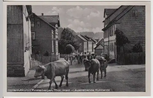 (14556) AK Finsterbergen, Kuhaustrieb 1953