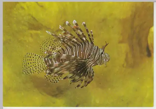 (96488) AK Stralsund, Meeresmuseum, Rotfeuerfisch, 1976