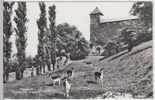 (14682) Foto AK Rapperswil, St. Gallen, Schloss, Hirschpark, nach 1945