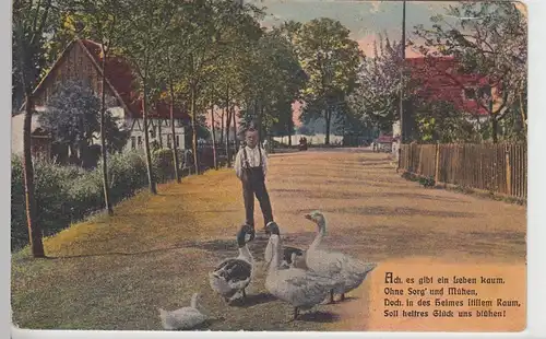 (97095) AK Junge m. Gänse a. Straße, m. Spruch -Leben ohne Sorg-, vor 1945