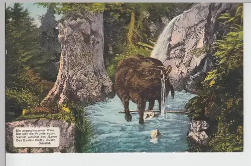 (100315) AK Ein angeschoßner Eber der sich die Wunde wusch, Uhland, Sonderstempe