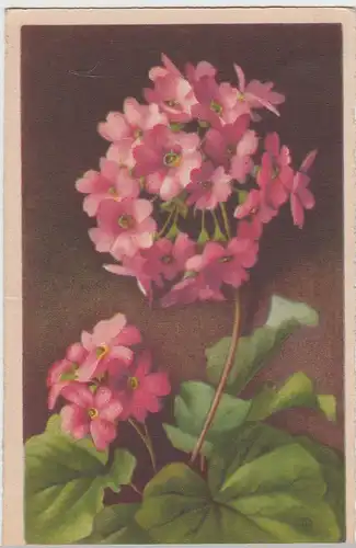 (98380) AK Blumen, Primeln, 1947
