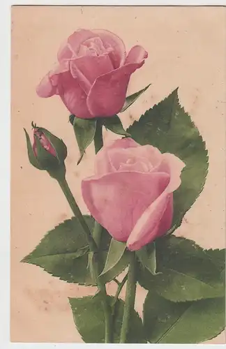 (98375) AK Blumen, Rosen, 1919