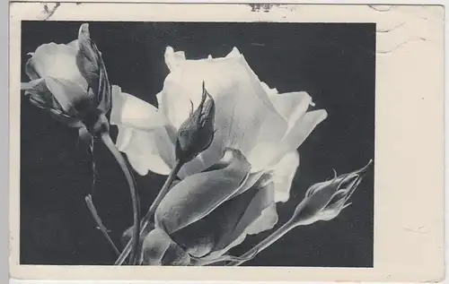 (97901) AK Blumen, Rosen, Feldpost 1942