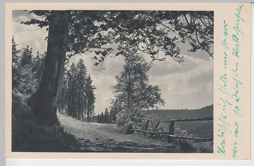 (97081) AK Landschaft, Weg mit Bäumen, vor 1945