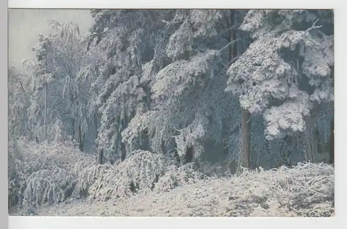 (97079) AK Rauhreif, Farbenfotografie, vor 1945