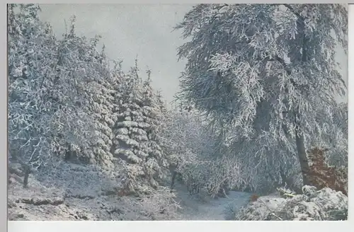 (97078) AK Rauhreif, Farbenfotografie, vor 1945