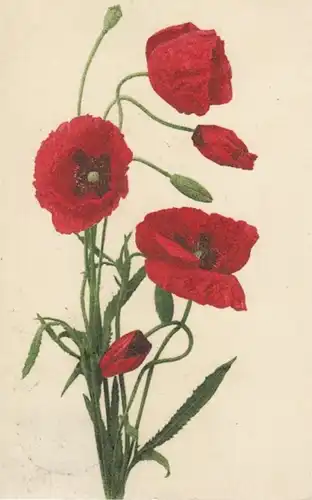 (51) AK Malerei, Mohn 1912